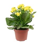 Flammendes Käthchen gefüllt, gelb - Kalanchoe blossfeldiana - Höhe ca. 25 cm, Topf-Ø 13