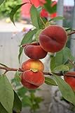 Pfirsichbaum Tellerpfirsich LH 120 - 150 cm, Pfirsiche gelb-rot, Busch, mittelstark wachsend, im Topf, Obstbaum w