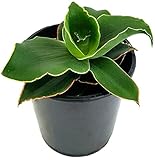 Fangblatt - Sansevieria'Star Rose' - zauberhafter Bogenhanf im Ø 9 cm Topf, ca. 12 cm hoch - Zwergsansevierie perfekte Zimmerp