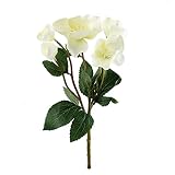 Christrosen Busch 3 Blüten 2 Knospen, L 20/30cm Helleborus, S