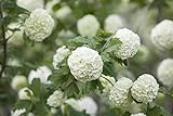 Gefüllter Schneeball Viburnum opulus 'Roseum' im Topf gewachsen ca. 60-100