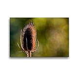 CALVENDO Premium Textil-Leinwand 45 x 30 cm Quer-Format Wilde Karde, Leinwanddruck von Elk