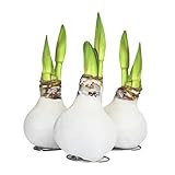 3 Echte Weiße Amaryllis Wachs gewachst/Wax - behandelte Blumenzwiebel - lange haltbar, pflegeleichte Zimmerpflanze - Geschenkidee im Set! Ritterstern Touch of Wax