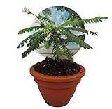 Südseepalme, (Biophytum sensitivum), im 9cm Tontopf, ideal für Kinder, die Pflanze die sich bewegt (1 Pflanze)