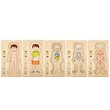 Zerodis Pädagogisches Puzzle-Spielzeug für Den Menschlichen Körper, 29PCS Multilayer-Anatomie, Organe Skelett Muskeln Holzkörper-Puzzle Sexuelle Aufklärung für Kinder über 3 Jahre(Junge)