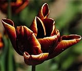 Edle und elegante Tulpen,Mysteriös,Anpassungsfähig,Seltene Pflanzen,Tulpen Symbolisieren Ewige Liebe,Tulpenzwiebeln,Zierblumen,Edle Tulpenzwiebeln-10 Zwiebeln,