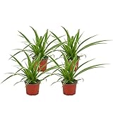 ZynesFlora 4x Grünlilie - Chlorophytum - Luftreinigende Zimmerpflanze im 12 cm Gärtnertopf - Höhe: 25-30
