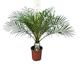 Wunderschöne Phoenix roebelenii - Zwergdattelpalme - Palme - Zimmerpalme - Stamm 5-10 cm - Gesamthöhe 60-80 cm - Topf Ø 20 cm [7032]