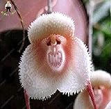 Vistaric 100 stücke 5 arten Niedlichen Affengesicht Orchidee Samen Affe Orchidee Bonsai pflanzen Blumen Samen für haus & garten Kostenloser Versand R