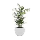 Dominik Blumen und Pflanzen, Zimmerpalme im Topf 'Cresto Weiß' Zimmerpflanze, Grün, 40 x 20 x 20