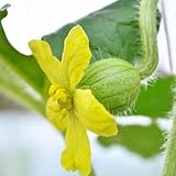 CHTING 50 Stück Wassermelonensamen Brauchen Nicht Viel Pflege Gelb Blühende Blumen Sehen In Der Sonne Besonders Blendend Aus Und Machen Die Menschen Angenehm Zu S