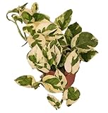 Efeutute, Scindapsus, (Epipremnum aureum) Sorte: N'Joy, weiss buntes Blattwerk, rankend, Ampelpflanze, luftreinigend (eine Pflanze im 12cm Topf)