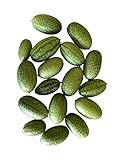 25+ frische Mini-Gurken Samen (Blickfang im Garten) -Mexikanische Mini Gurk