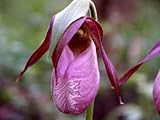 Rosa Frauenschuh Mokassin Blume (Cypripedium acaule) Orchid 200 S