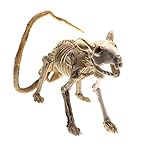 Tierskelett Modell-Katze Skelett Tiermodell-Halloween Dekoration Requisiten Scary Cat Skeleton Modell - für Kinder Spielzeug Geschenk, Simulation Animal Collector Decor M