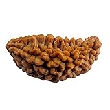 55Carat Nepali Rudraksha Bead 1 Mukhi One Face Natural Original Rudrak