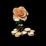 Penny Stock [Explicit]