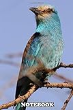 Notebook: Image Of An Abyssinian Roller Senegal , Journal for Writing, College Ruled Size 6' x 9', 110 Pag