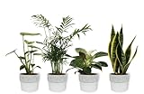 4er Set Zimmerpflanzen - Sansevieria, Philodendron, Monstera & Chamaedorea - Zimmerpflanze im weißen Betontopf - Höhe +/- 25cm inklusive Topf - 12cm Durchmesser (Topf) - 4 Stück