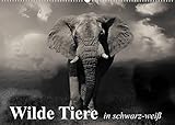 Wilde Tiere in schwarz-weiß (Wandkalender 2022 DIN A2 quer)