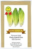 Romana-Salat - Paris Island Cos (500 Samen)