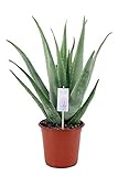 Echte Aloe Vera, XL Pflanze, Heilpflanze, Sukkulente (XL Pflanze, ca. 45cm hoch im 14cm Topf)