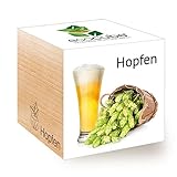 Feel 296343 Green Ecocube Hopfen, Nachhaltige Geschenkidee (100% Eco Friendly), Grow Your Own Craft Beer/Anzuchtset, Pflanzen Im Holzwürfel, M