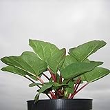 Müllers Grüner Garten Shop Rhabarber Pflanze Canada Red kräftig rotstielige Sorte muss nicht geschält werden im 2-3 Liter Top