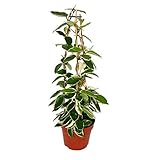 Exotenherz - Hoya carnosa - Porzellanblume - Wachsblume - 17cm Py