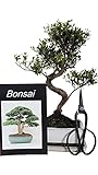 Bonsai Geschenk-Set Kirschmyrte mit Buch und Schere syzygium zimmertauglich anfängerbonsai zimmerbonsai immergrün ca. 9 Jahre ca. 35