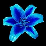 Lily Zwiebeln,Elegante Lilienknollen Zum Pflanzen Oder Zur Hochzeit,Dekorative,Seltene Baumarten,Anpassungsfähig,Lilien zwiebeln winterhart,Zierblumen,Gartenzwiebeln,Mysteriös-5 Zwiebeln,b