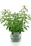 Zitronenstrauch, Zitronenverbene, Aloysia citrodora,