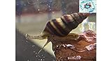 Topbilliger Tiere Raubschnecke Helena - natürliche Schneckenfalle 5X