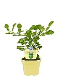 Bio zitronige Kaffir-Limette, (Citrus hystrix), Kräuter Pflanzen aus nachhaltigem Anbau (1 Pflanze, je im 12cm Topf)