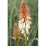 Kniphofia uvaria 'Orange Vanilla Popsicle' -R- - Fackellilie - 11cm Top