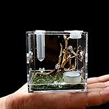 Takezuaa Kleine Insekten atmungsaktive Glasbehälter Transparente Reptilienzucht Box Ökologische Box Florida Springspinnen Aufzuchtbox mit Luftbefeuchter Fütterungsmaul(Transparent，6.8 * 6.8 * 6.8 cm)