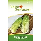 Zichoriensalat Zuckerhut Samen - Cichorium intybus - Salatsamen - Gemüsesamen - Saatgut für 150