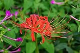 Lycoris zwiebeln,SchöNe Farben,SchöNe HäUser Sind Im Hof ​​Gepflanzt,Dürr Samen 1107 Eisbegonie Super Olympia F1 rosa (Eisbegoniesamen)-1,2zwieb
