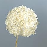 Natürliche getrocknete Blumen Hortensie-Lobular mit ganzen Verbindungsstange Natürliche getrocknete gebliebene Blume 50cm Home Hochzeit Weihnachtsjahr-Dekoration Haltbark