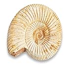 Serafino Original Fossil Madagaskar Ammonit 150 Millionen Jahre alt Jurassic Real Fossil 2,5-3,8