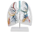 QIQIZHANG Anatomie Modell, Menschliches Lungenmodell, transparentes Lungensegmentmodell, Bronchialbaum anatomisches Modell-medizinisches Modell zum Lernen und Lehren für medizinische D