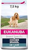 Eukanuba Breed Specific Cocker Spaniel Trockenfutter - optimal auf die Rasse abgestimmtes Premium Hundefutter mit Huhn, 7,5 kg