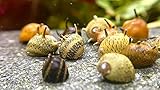WaterPlants Geweihschnecke - Clithon, Aquarium Schnecke, Algen Vernichter, Bunte Geweih Schneck