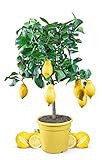 Meine Orangerie Zitronenbaum Mezzo - echter Citrusbaum - 70 bis 100 cm - veredelte Zitrone im 6,5 Liter Topf - Citrus Limon - Lemon Tree - Fruchtreife Zitronen Pflanze in G
