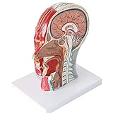 HUIGE Anatomiemodell Des Menschlichen Schädels, Menschlicher Schädel Mit Muskel- Und Nervenblutgefäß, Anatomisches Modell Des Menschlichen Kopfes Im Sagittalschnitt Für Medizinisches Studium Und L