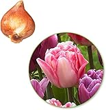 Hybride Tulpenzwiebeln | Frühlingsblühende Tulpen | Mehrjährige Blumenzwiebeln-Tulpenzwiebeln-NO.3,12Zwieb