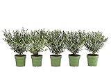 Dehner Berg-Ilex Glory Gem, für 1 Meter Hecke, ca. 35 cm, 5 x 2 l Topf, Heckenpflanze  