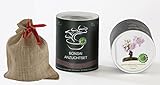 Seedeo Bonsai Geschenk - Set Japanische Blüten- und Zierkirsche (Prunus serulata)