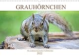 Grauhörnchen-Die nordamerikanischen Eichhörnchen (Wandkalender 2022 DIN A3 quer)