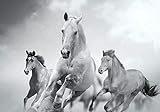 wandmotiv24 Fototapete Pferde laufen in Weiß und Schwarz, S 200 x 140cm - 4 Teile, Fototapeten, Wandbild, Motivtapeten, Vlies-Tapeten, Tiere, Pferd M0945